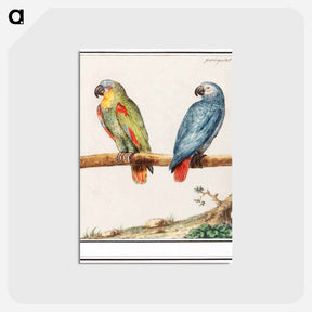 アートポストカード-Parrot and gray red-tailed parrot - アンセルムス ボエティウス デ ブート Postcard.