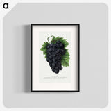 1-83_Botanical-Specimen-Plates_blk
