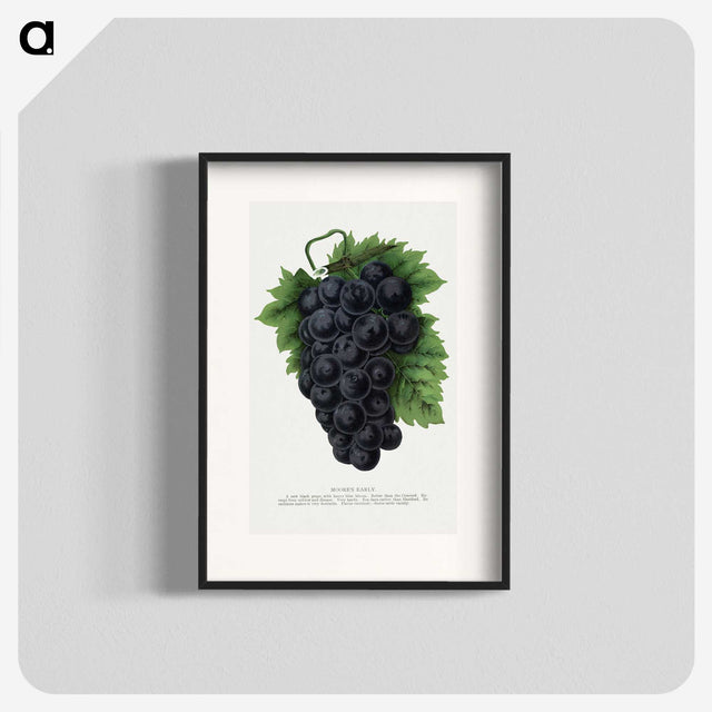 1-83_Botanical-Specimen-Plates_blk