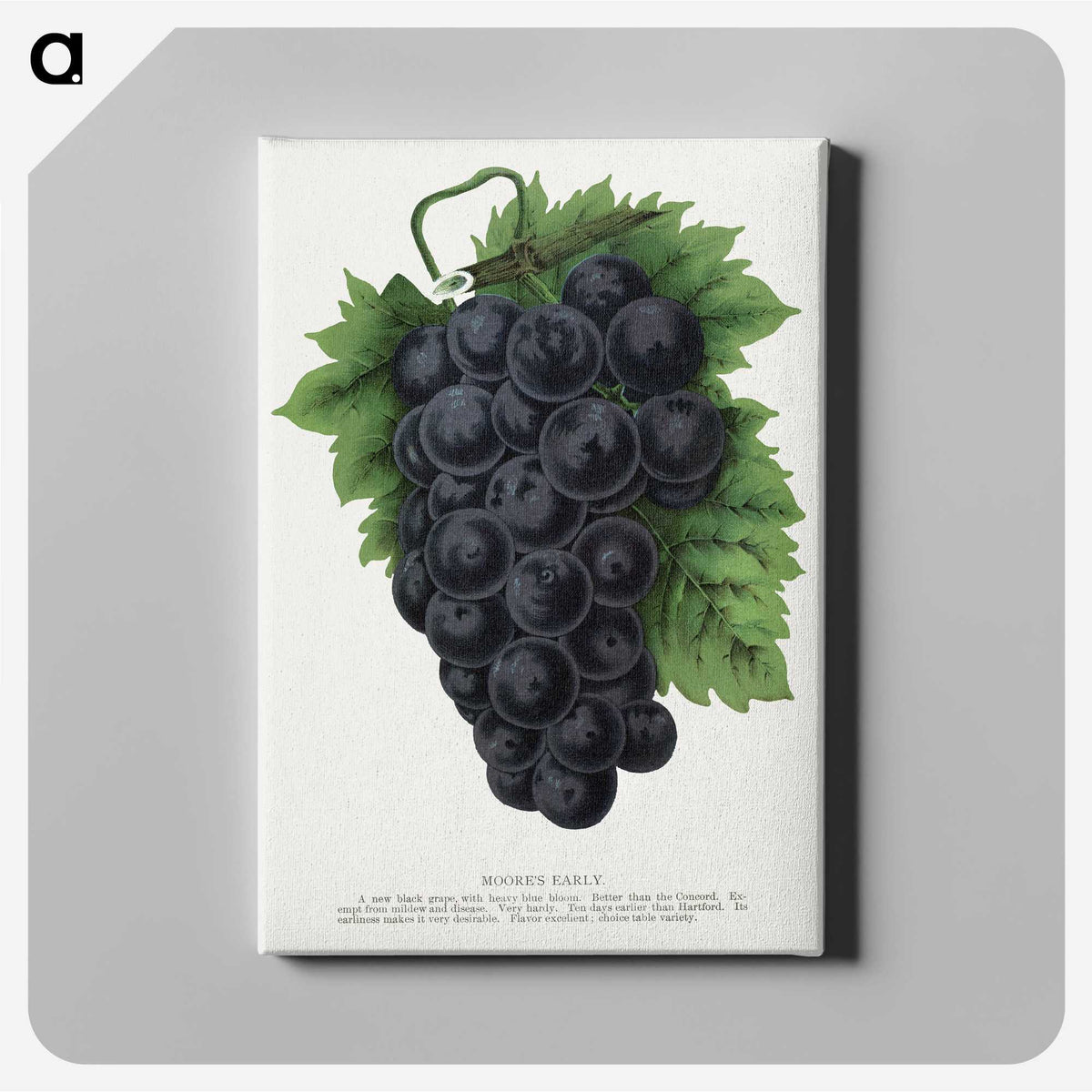 1-83_Botanical-Specimen-Plates_canvas