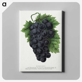 1-83_Botanical-Specimen-Plates_canvas