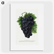 1-83_Botanical-Specimen-Plates_picture