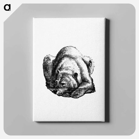 アートパネル-Bear from Nimrod In The North, Or Hunting And Fishing Adventures In The Artic Regions
 - 大英図書館 Canvas.
