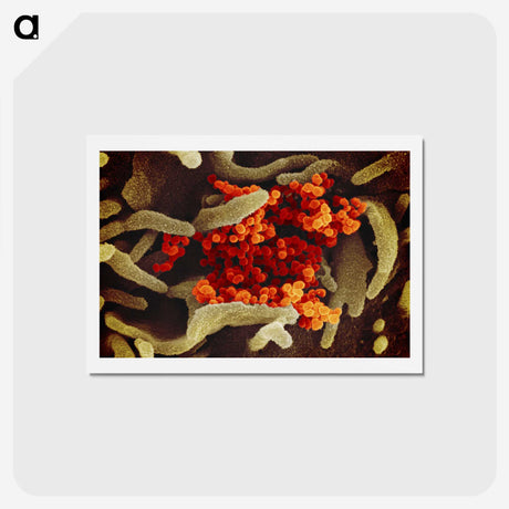 1-83_COVID-19_hagaki
