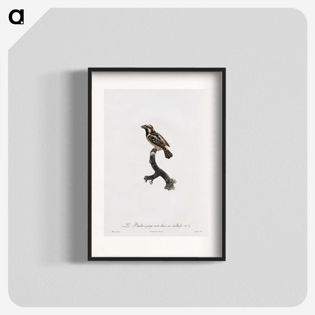 1-83_Des-Oiseaux-de-Paradis_blk