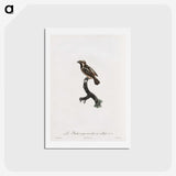 1-83_Des-Oiseaux-de-Paradis_hagaki