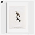 1-83_Des-Oiseaux-de-Paradis_picture