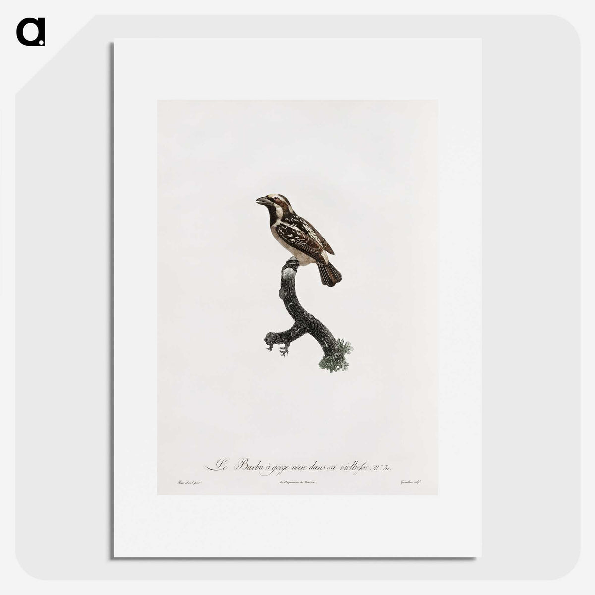 1-83_Des-Oiseaux-de-Paradis_picture