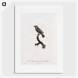 1-83_Des-Oiseaux-de-Paradis_picture
