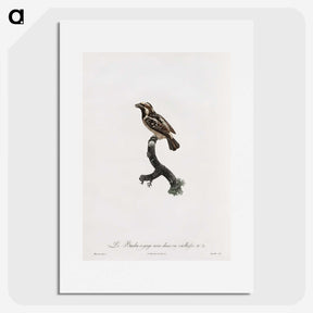 1-83_Des-Oiseaux-de-Paradis_picture
