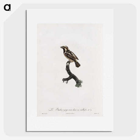 1-83_Des-Oiseaux-de-Paradis_picture