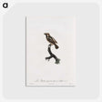 1-83_Des-Oiseaux-de-Paradis_postcard