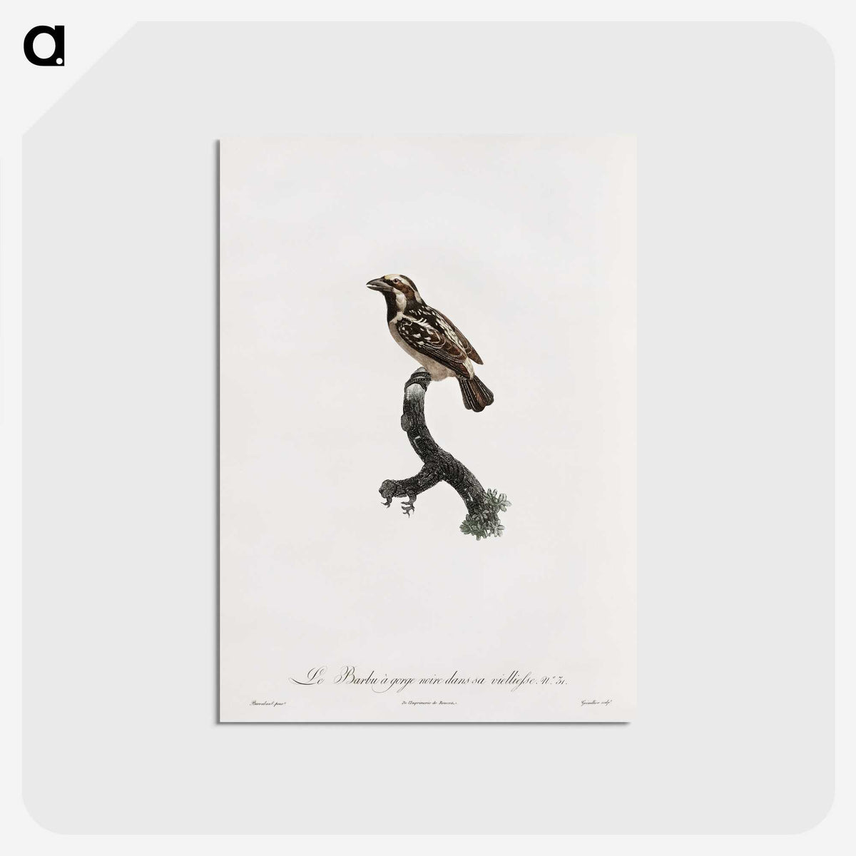 1-83_Des-Oiseaux-de-Paradis_postcard