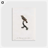 1-83_Des-Oiseaux-de-Paradis_postcard