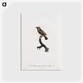 1-83_Des-Oiseaux-de-Paradis_postcard