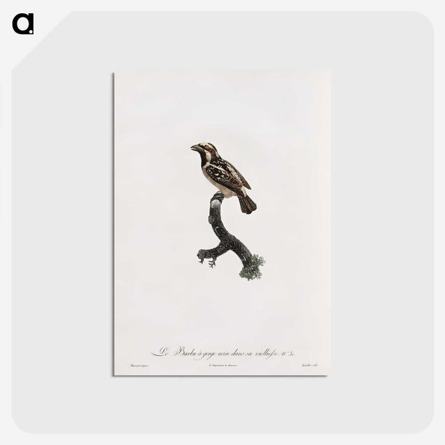 1-83_Des-Oiseaux-de-Paradis_postcard