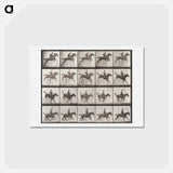 アートポストカード-Jumping Hurdle
 - エドワード マイブリッジ Postcard.