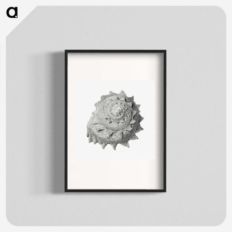 1-83_Ernst-Haeckel_blk