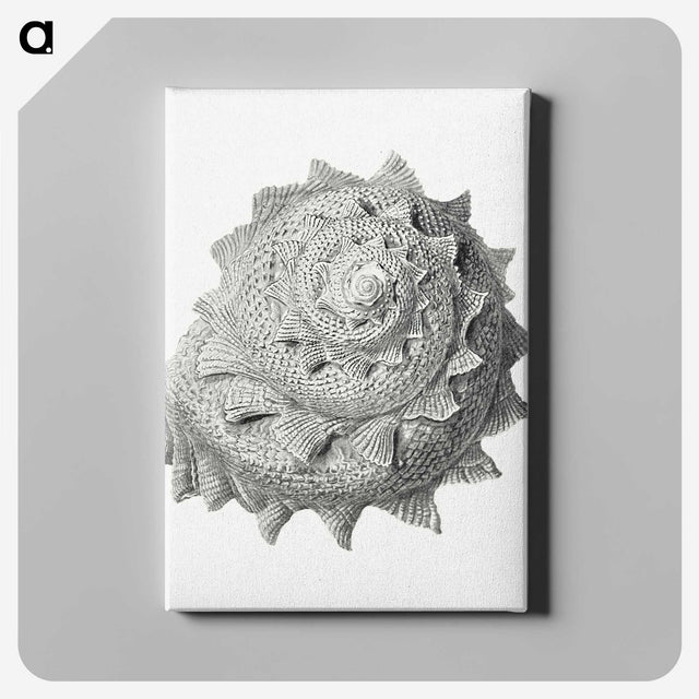 1-83_Ernst-Haeckel_canvas