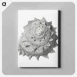 Vintage terrestrial snail illustration - エルンスト ヘッケル Canvas.