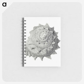 1-83_Ernst-Haeckel_memo