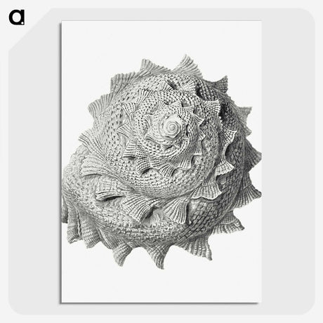 1-83_Ernst-Haeckel_picture-crop