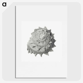 1-83_Ernst-Haeckel_picture