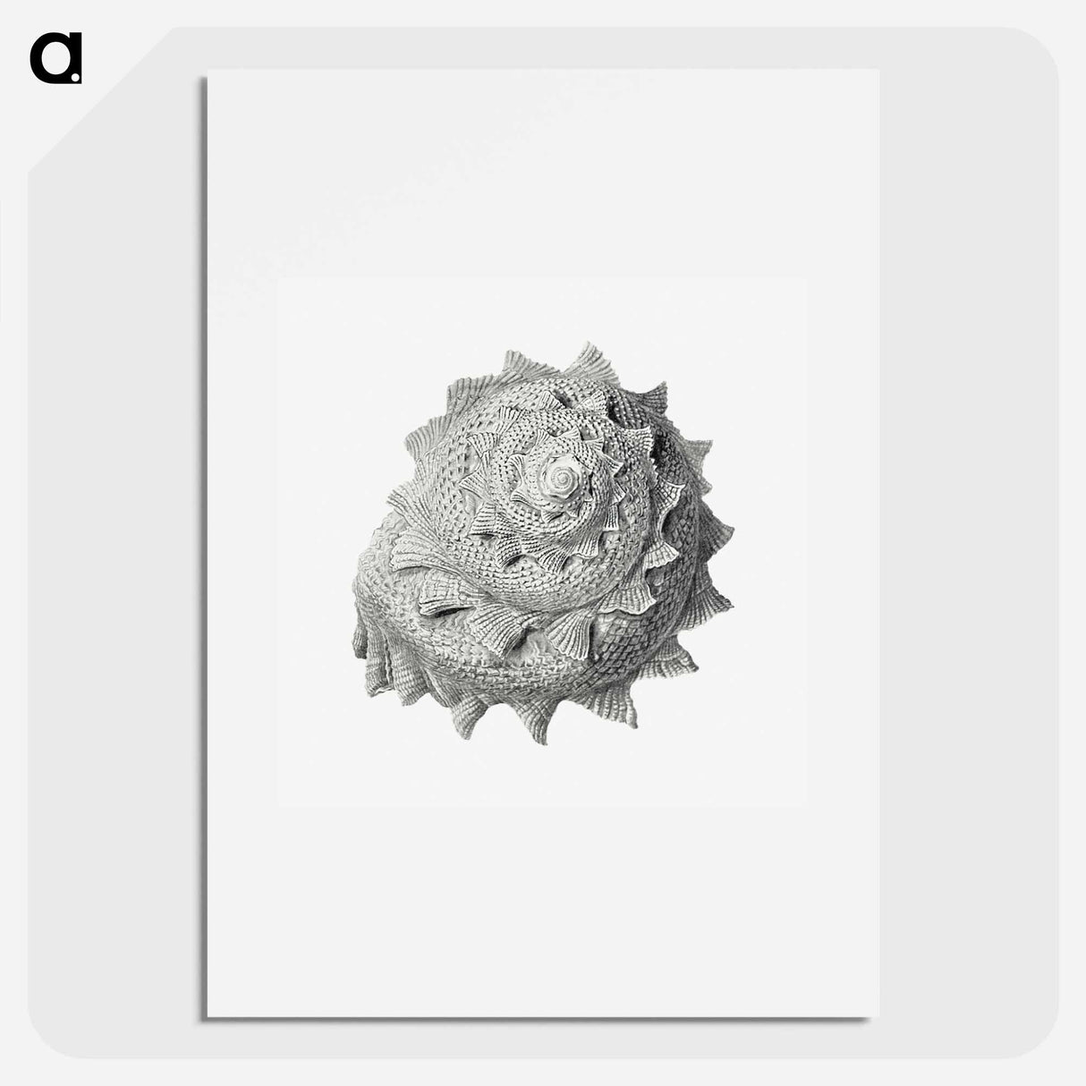 Vintage terrestrial snail illustration - エルンスト ヘッケル Poster.