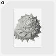 1-83_Ernst-Haeckel_postcard