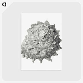 1-83_Ernst-Haeckel_postcard