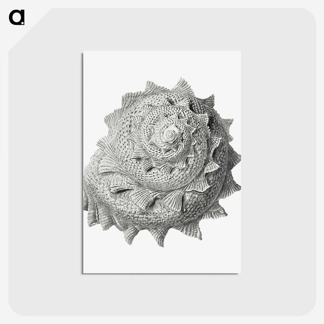 1-83_Ernst-Haeckel_postcard