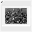 1-83_Frederick-Charles-Brockett_picture