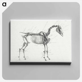 アートパネル-The Anatomy of the Horse
 - ジョージ スタッブス Canvas.
