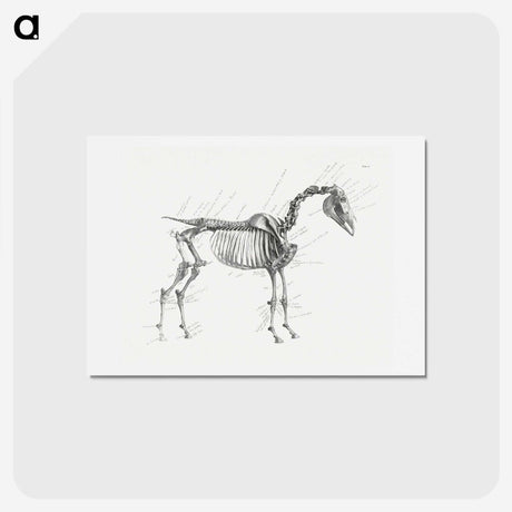 1-83_George-Stubbs_hagaki
