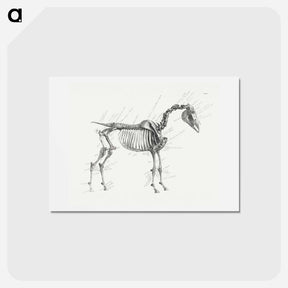 アートポストカード-The Anatomy of the Horse
 - ジョージ スタッブス Postcard.