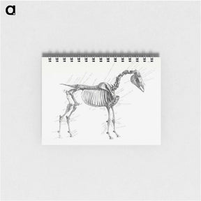 アートメモ帳-The Anatomy of the Horse
 - ジョージ スタッブス Memo.