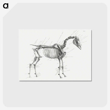 1-83_George-Stubbs_postcard