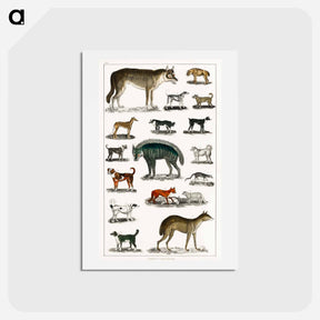 アートポストカード-Canine and Feline Families
 - ゴールドスミスの生き生きとした自然 Postcard.