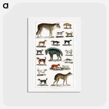 Canine and Feline Families
 - ゴールドスミスの生き生きとした自然 Postcard.