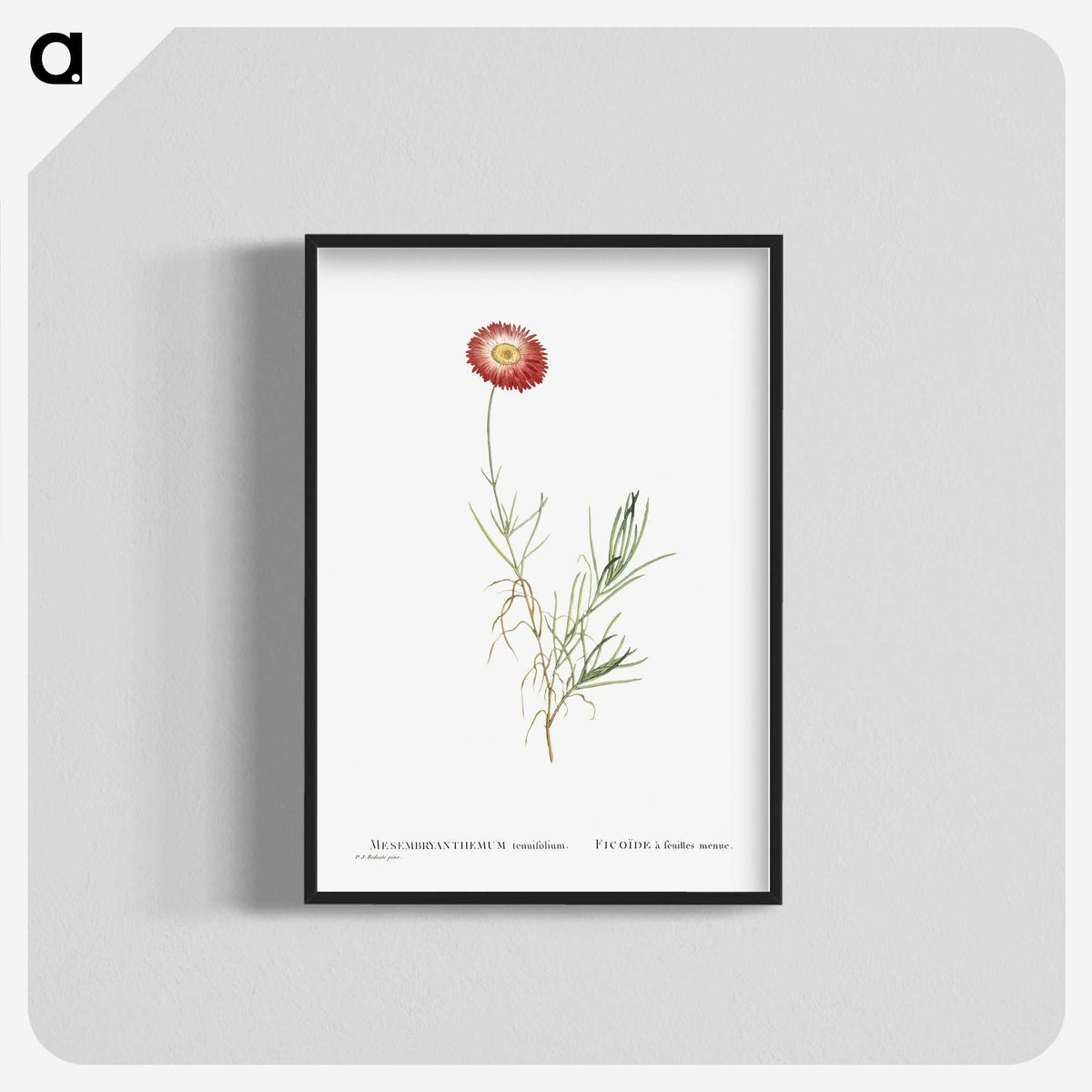 1-83_Histoire-des-Plantes-Grasses_blk-crop