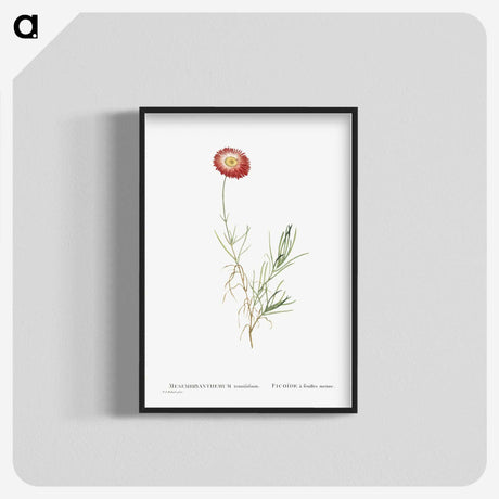 1-83_Histoire-des-Plantes-Grasses_blk-crop