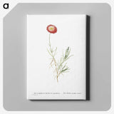 1-83_Histoire-des-Plantes-Grasses_canvas