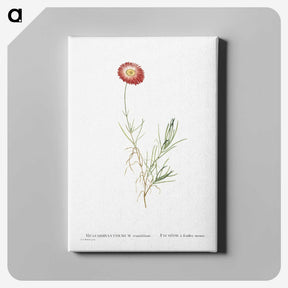 1-83_Histoire-des-Plantes-Grasses_canvas