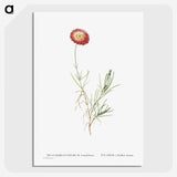 1-83_Histoire-des-Plantes-Grasses_picture-crop