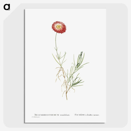 1-83_Histoire-des-Plantes-Grasses_picture-crop