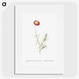 1-83_Histoire-des-Plantes-Grasses_picture