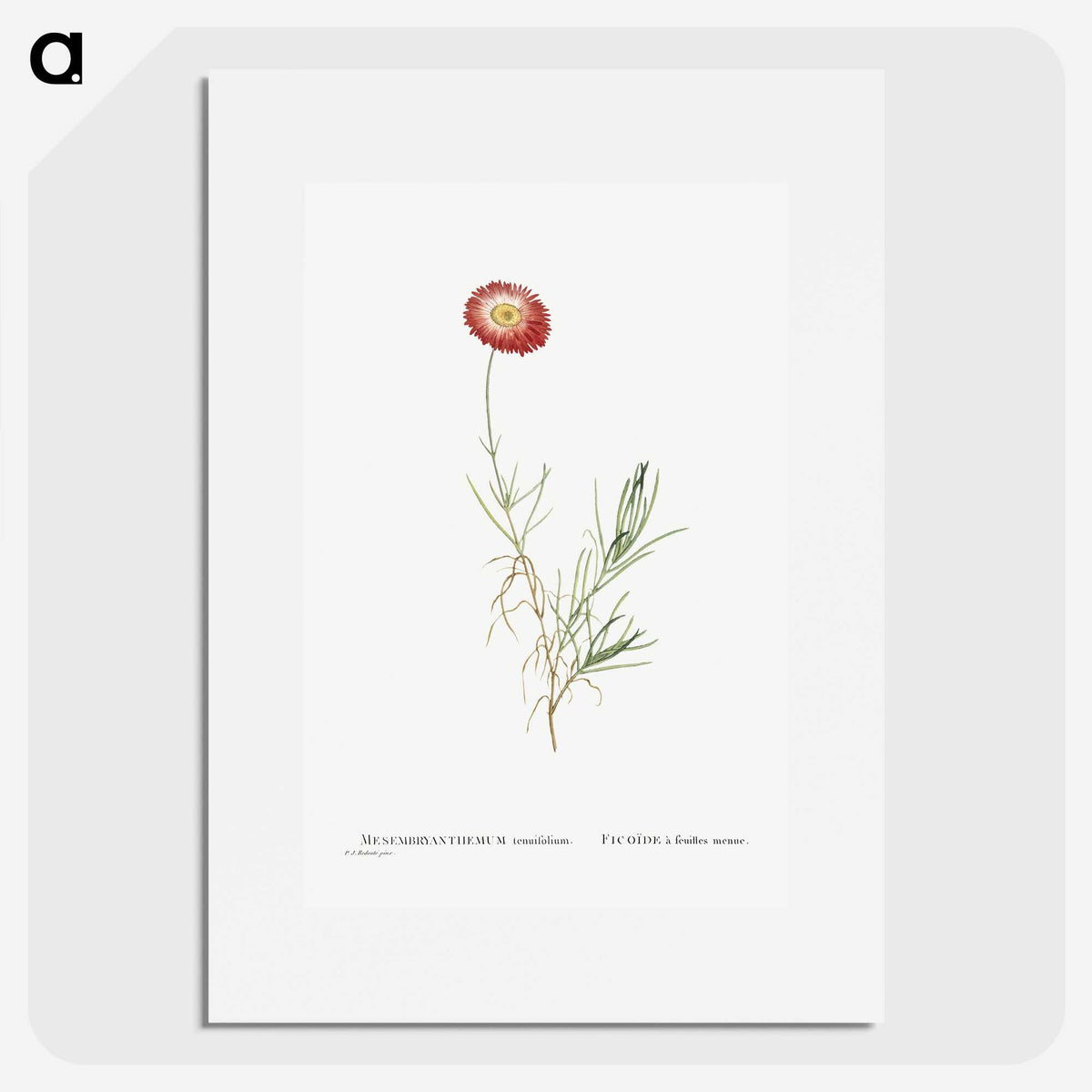 1-83_Histoire-des-Plantes-Grasses_picture