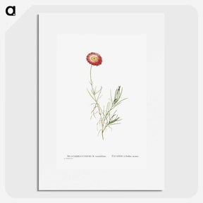 1-83_Histoire-des-Plantes-Grasses_picture