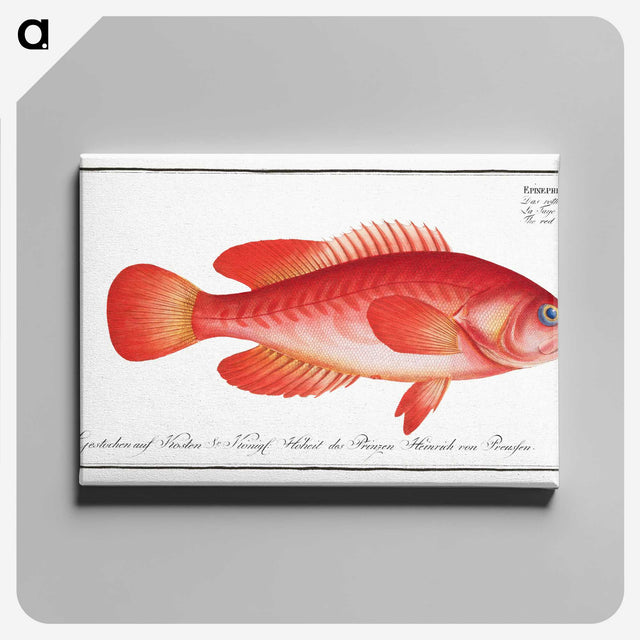 1-83_Ichtyologie-ou-Histoire-naturelle_canvas