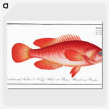 1-83_Ichtyologie-ou-Histoire-naturelle_picture-crop
